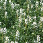 Mallee pulse - grain legume options in the SA Mallee