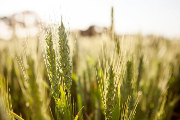 Agronomy Agronomy