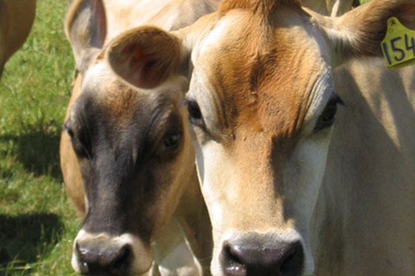 Livestock Livestock