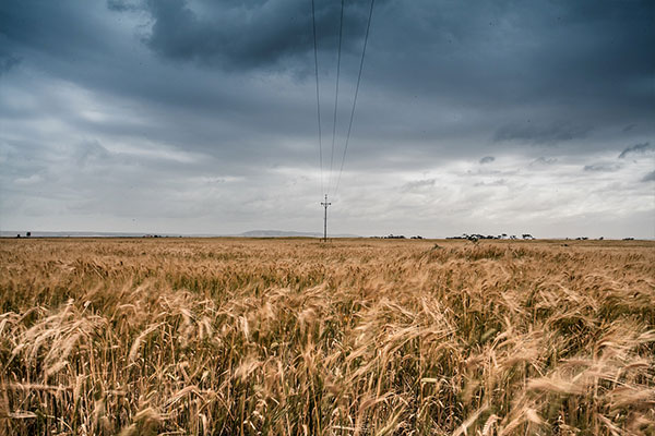 Grain Marketing