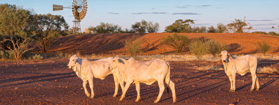 WBrahman Heifers Boulia