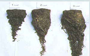 Effects Of Long Term Grazing