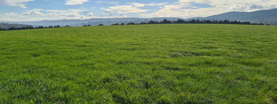 Ryegrass sward, Landfall, Tamar Valley