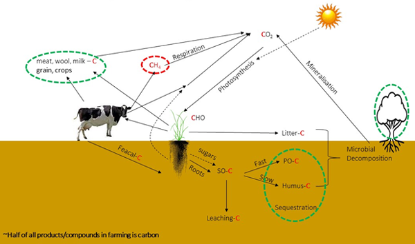 Carbon Cycle