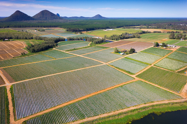 Wamuran Irrigation System