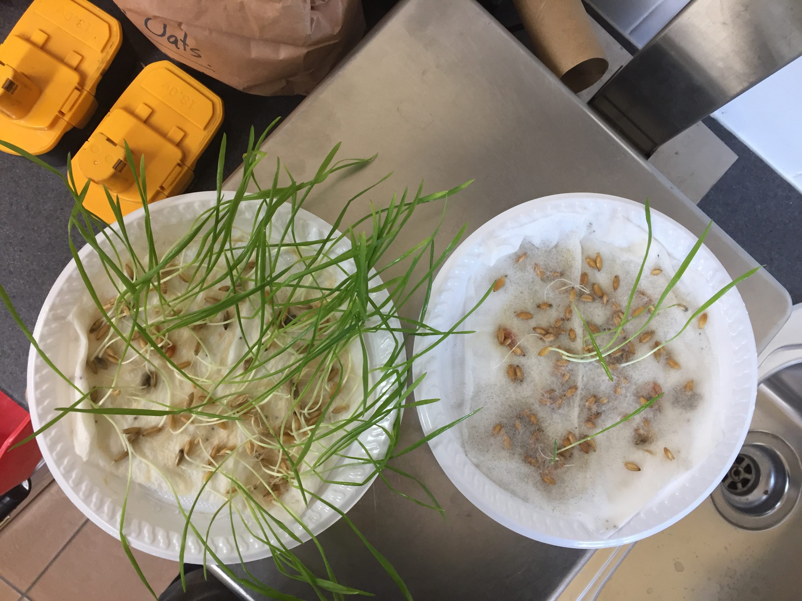 Check seed size and germination before sowing