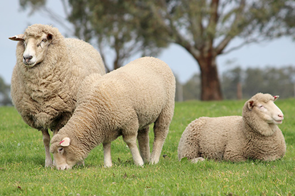 WLambs