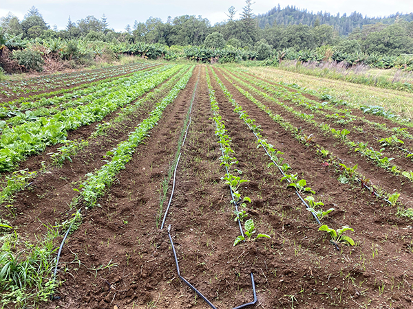 WAnsons Bay Market Garden