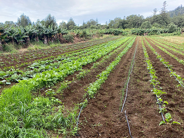 WNI Field Production