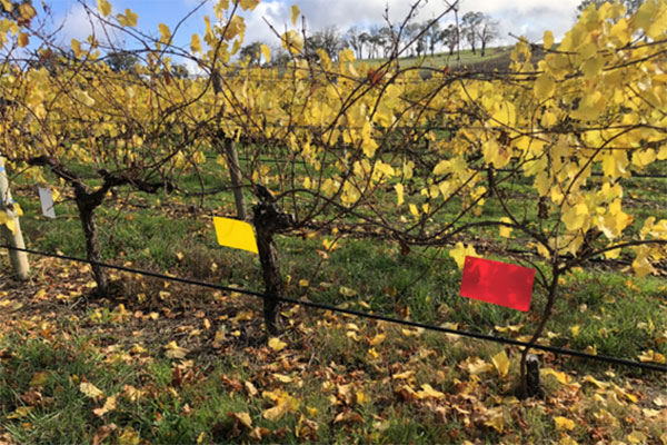 Adjacent examples of the three pruning treatments taken the second harvest of the trial:  left (white) = spur, centre (yellow) = cane, right (red) = trunk replacement