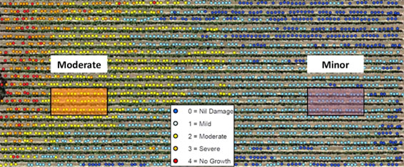 The distribution of damage assessed in a vineyard near Lobethal, with the location of trial plots overlaid