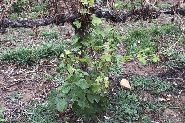 Regrowth from the base of a severely damaged vine